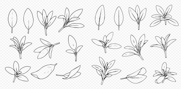 Collection of hand-drawn sage leaves and sprigs in various positions and arrangements.