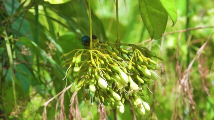 Appetitive behavior, synecology. Garden Sunbird (Cinnyris jugularis) feeds ants on flowers liane Piliostigma malabaricum, rainforest on west coast of Borneo. Insectivore at January, no nectarophages