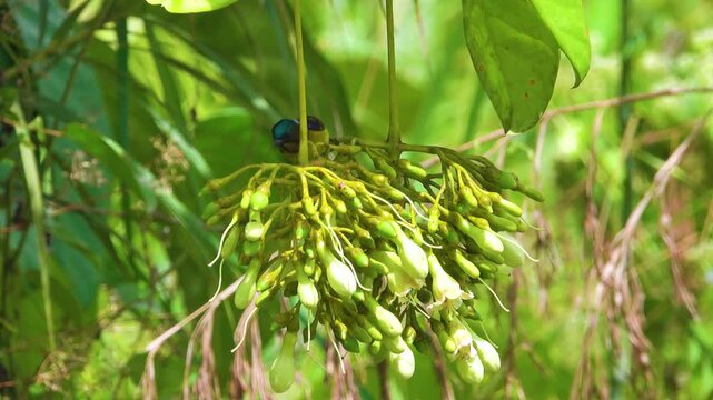 Appetitive behavior, synecology. Garden Sunbird (Cinnyris jugularis) feeds ants on flowers liane Piliostigma malabaricum, rainforest on west coast of Borneo. Insectivore at January, no nectarophages