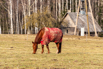 spring landscape with horses grazing, horses eating in the meadow, early spring in nature