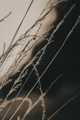 Abstract sepia toned nature scene. Close-up of delicate, sepia-toned grass blades, creating an elegant, minimalist composition with soft shadows and textures. Natural tones backdrop, wallpaper.