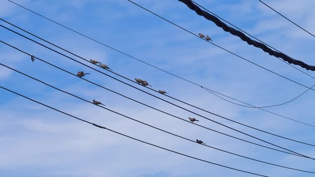 Barred ground dove (zebra-dove, Geopelia striata) on wire. Malaysia, Borneo