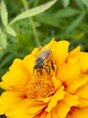 marigold, orange marigold and a bee, an insect sitting on the flower petals