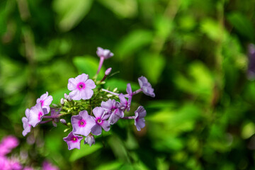 The beautiful flower and leaves in the gaden on summer.