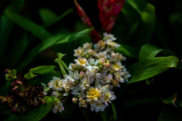 The beautiful flower and leaves in the gaden on summer.
