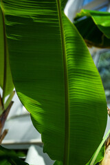 The beautiful flower and leaves in the gaden on summer.