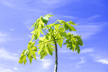 The beautiful forest and blue sky on summer season.