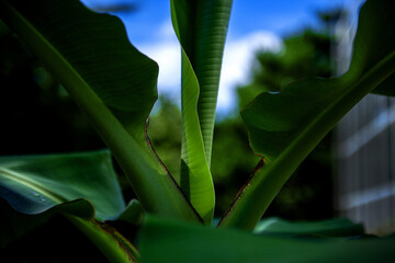The beautiful flower and leaves in the gaden on summer.