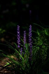 The beautiful flower and leaves in the gaden on summer.