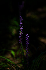The beautiful flower and leaves in the gaden on summer.