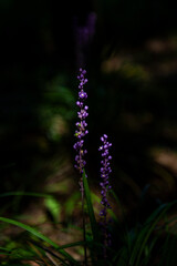 The beautiful flower and leaves in the gaden on summer.