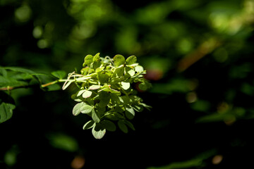 The beautiful flower and leaves in the gaden on summer.