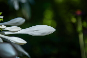The beautiful flower and leaves in the gaden on summer.