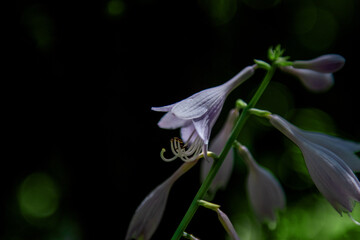 The beautiful flower and leaves in the gaden on summer.