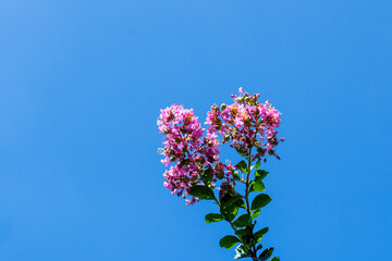 The beautiful flower and leaves in the gaden on summer.