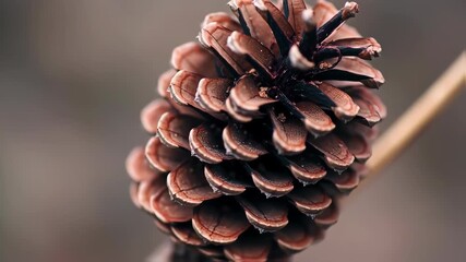 Close-up of a pine cone - Powered by Adobe