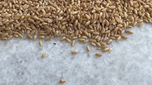 Closeup of Wheat Grains Infested with Weevils