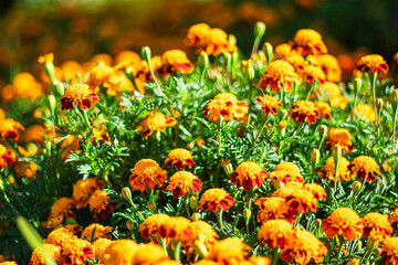 Bright orange autumn marigold flowers on a cool early morning.