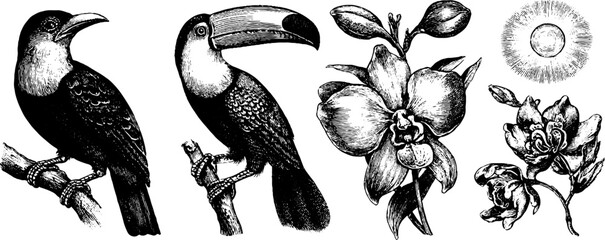 Obraz premium Exotic tropical birds and flowers in vintage engraving style