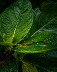 Stick Insect Camouflaged on Green Leaves – Close-Up Macro Nature Shot