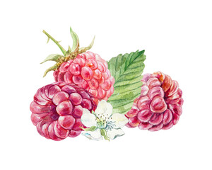 Raspberry watercolor. Hand drawn illustration of beautiful ripe berries, white flowers and green leaves isolated. Botanical clip art for jam, marmalade and drinks label design.