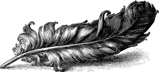 Elegant feather art in vintage engraving style for design and inspiration