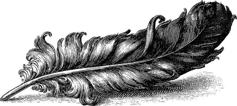 Naklejki Elegant feather art in vintage engraving style for design and inspiration