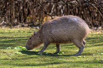 Capybara, Hydrochoerus hydrochaeris grazing on fresh green grass