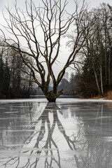 landscape with a lonely tree in the middle of a pond, reflections on the ice, gray day, Pale, Latvia