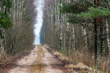 winter landscape without snow, lonely country road with trees on the side of the road