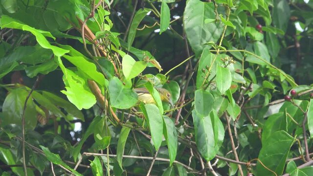 Appetitive behavior, synecology. Oriole (Oriolus sp.) bird feeds on liana seeds in January on the northwest coast of Borneo Island. Granivorous instead of insectivorous