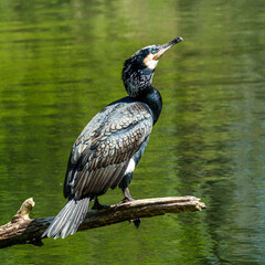 The great cormorant, Phalacrocorax carbo sitting on a branch