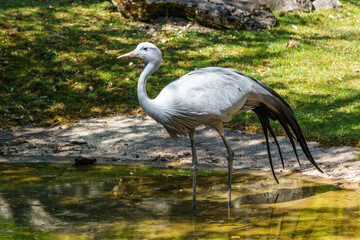 The Blue Crane, Grus paradisea, is an endangered bird