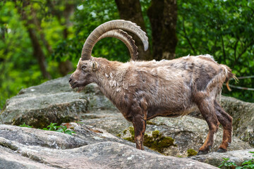 Alpine ibex, Capra ibex is a species of wild goat that lives in the mountains of the European Alps.