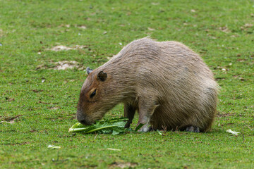 Capybara, Hydrochoerus hydrochaeris grazing on fresh green grass