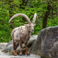 Alpine ibex, Capra ibex is a species of wild goat that lives in the mountains of the European Alps.