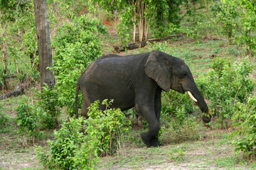 baby calf elephant in Chobe national park , Okavango delta in Botswana, animal conservation game park