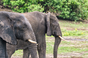 Fototapeta premium two elephants walking in Chobe national park , Okavango delta in Botswana, animal conservation game park