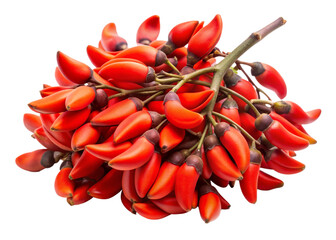 Coral tree seeds isolated on white background