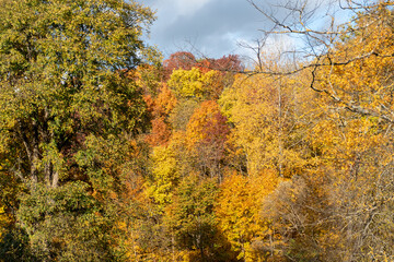 gorgeous autumn landscape with bright and colorful trees, typical Latvian golden autumn landscape