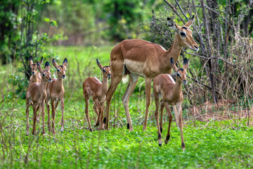 impala female with calf babies herd running n the bush near the lake, Okavango delta in Botswana, animal conservation game park