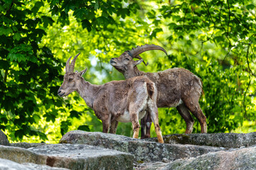 Alpine ibex, Capra ibex is a species of wild goat that lives in the mountains of the European Alps.