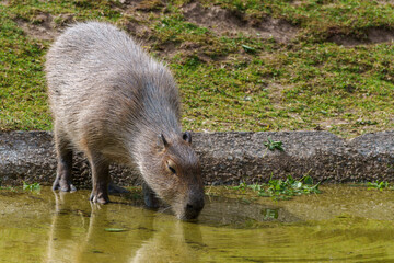 The Capybara, Hydrochoerus hydrochaeris is the largest living rodent in the world.