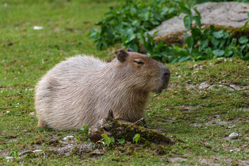 The Capybara, Hydrochoerus hydrochaeris is the largest living rodent in the world.