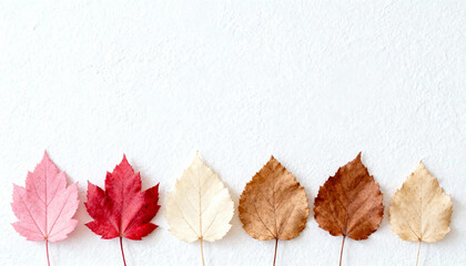Autumn leaves lined at bottom edge with clean white background for design