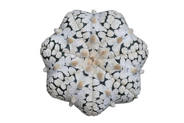 Top view of Astrophytum super kabuto V type star shape isolated on transparent background png file	