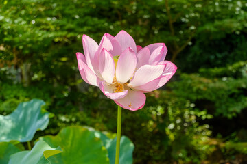 Fototapeta premium 夏の庭に咲く蓮の花のクローズアップ