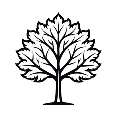 Obraz premium sugar maple tree black outline on white background