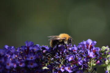 Bee on purple flower in the sun