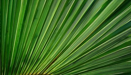 Deep Green Palm Leaf Veins
